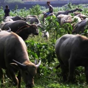 Mengenal Kerbau Sumbawa