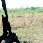 ilustrasi warga transmigrasi kelaparan