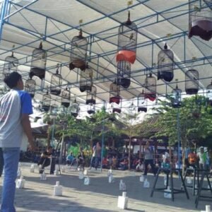 Serunya Lomba Burung Berkicau