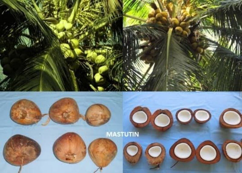 Kelapa mustutin