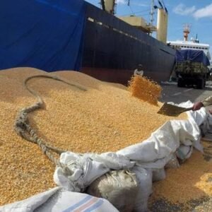 Kualitas Terbaik di Indonesia, Jagung Sumbawa Diekspor ke Filipina