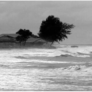 Puncak Musim Penghujan, Waspadai Pohon Tumbang