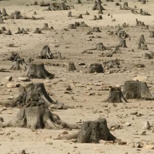 Tim Gabungan Mulai Soroti Hutan Olat Rawa