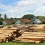 Kayu Ilegal Loging