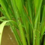 Ratusan Hektar Tanaman Padi Di Kecamatan Alas Terserang Hama