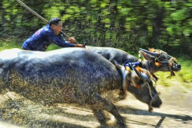 H. Mo menaiki Kebo Barapan