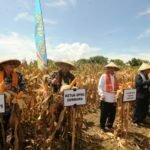Panen Raya Jagung Kelompok Tani Riam Remo Desa Penyaring
