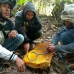 Antara Maut Dan Madu Hutan Sumbawa