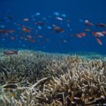 Ekosistem Terumbu Karang KSB Sudah Lumayan Membaik