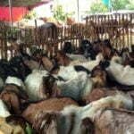 Jelang Idul Adha, Penjual Hewan Qurban Menjamur