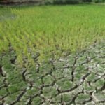 Telat Menanam, Belasan Hektar Padi Terancam Kekeringan