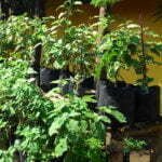 Dinas Pangan Gandeng Pihak Ketiga Dorong KRPL