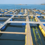 Sumbawa Dijadikan Pilot Project Pengembangan Kerapu