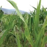 Ratusan Hektar Tanaman Jagung Diserang Ulat Grayak