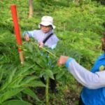 Balitbangtan Eksplorasi Bibit Porang di Madiun