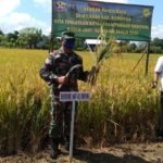 Koramil Empang Gelar Panen Raya di Tengah Pandemi Covid-19