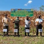 Giliran Koramil Ropang Gelar Panen Raya