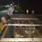 Disnakeswan Sumbawa Kembali Gagalkan Pengiriman Ternak Ilegal