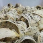 Disimpan di Kos, 6 Kg Sarang Burung Walet Hilang