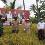 Panen Raya di Kampung Sehat Desa Kembang Kuning