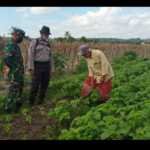 Warga Desa Kerato Jaga Ketahanan Pangan dengan Bertani Sayuran