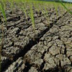 Ratusan Hektare Tanaman Padi Terancam Kekeringan