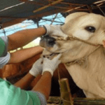 Pastikan Hewan Qurban Sehat, 191 Petugas Kesehatan Disiapkan