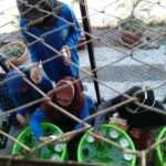 Solusi Ditengah Pandemi, KKL-T UNSA Budidaya Ikan Dalam Ember