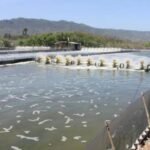 Pengusaha Tambak Wajib Kantongi Izin Provinsi