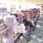 Sumbawa Pantas Jadi Sentra Pakan Ternak Nasional