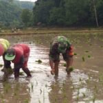 Babinsa Kodim Sumbawa Bantu Tingkatkan Pangan di Masa Pandemi
