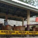 Barang bukti sapi selundupan