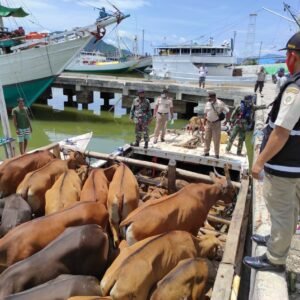 92 Ekor Sapi Asal Flores Ditolak Masuk Bima