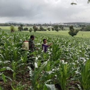 Kodim Sumbawa Berupaya Wujudkan Ketahanan Pangan