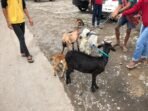 Terduga Pencuri dan Penadah Kambing Curian Diamankan Polisi