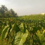 Tanaman talas Beneng