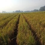 budidaya padi ramah lingkungan