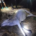 ilustrasi sampel ternak mati