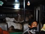 Operasi Patuh Karantina Temukan Puluhan Kambing Naik Bus