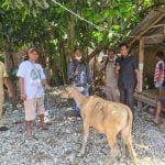 Gahtan Realisasikan Puluhan Ekor Ternak di Brang Biji