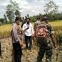 Warga Temukan Tengkorak Manusia di Sawah