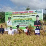 Wabup dan Ketua DPRD Sumbawa Panen Perdanan Padi Kegiatan Sistem Pertanian Berkelanjutan