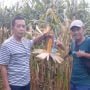Hadir di Sumbawa, Benih R7 Tingkatkan Produksi Jagung Petani