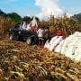 Harga jagung turun