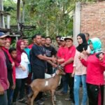 Tahun ini, Ketua DPRD Sumbawa Realisasikan Ratusan Ekor Ternak