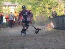 Komunitas Barapan Ayam Sumbawa Deklarasi Gus Muhaimin Presiden 2024