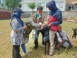 Ribuan Hewan Kurban di Sumbawa Dinyatakan Sehat