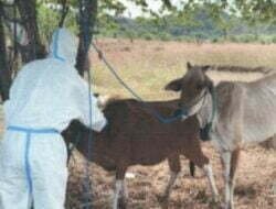 Kabupaten Sumbawa Kebut Vaksinasi PMK