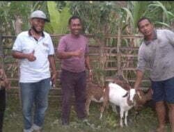 Tuntas, Ketua DPRD Sumbawa Realisasikan 258 Ekor Kambing Tahun