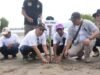 Penanaman 35.000 Bibit Mangrove, Bupati : Momentum Pelestarian Lingkungan